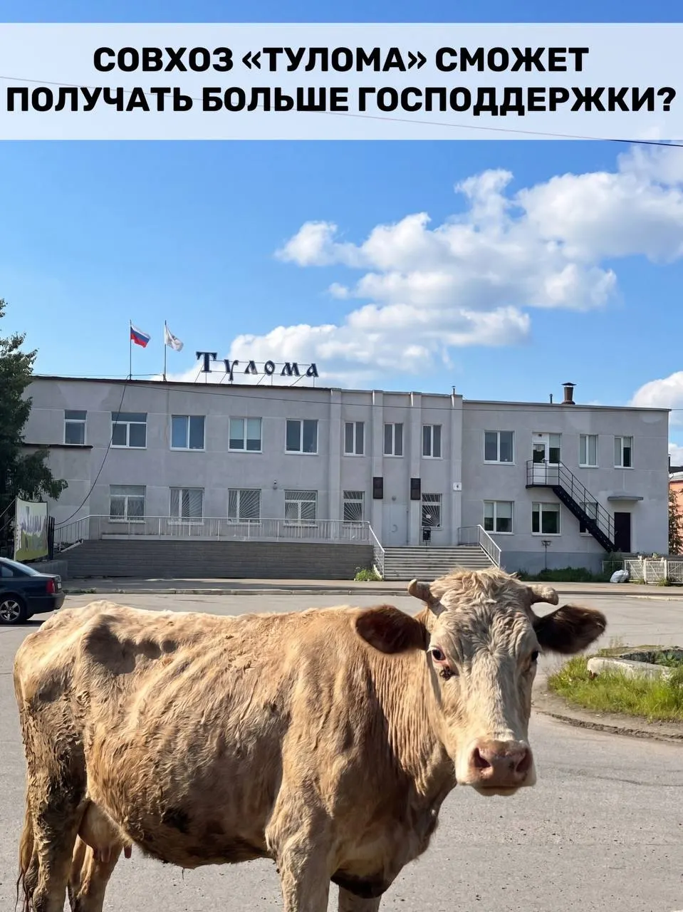 Правительство расширило критерии федеральной поддержки для молочных хозяйств — теперь помощь положена и тем, где государству или муниципалитету принадлежит более 25%. В Мурманской области это важно, но критическая ситуация в совхозе «Тулома» ставит под вопрос оперативность помощи.