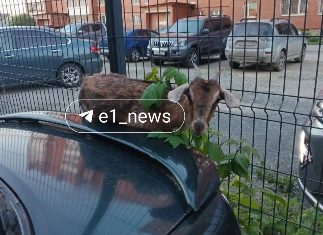 Во дворе в Екатеринбурге козлёнок, испугавшись собаки, застрял между забором и автомобилем — водитель вызволил животное, оно не пострадало, а машина получила повреждения.