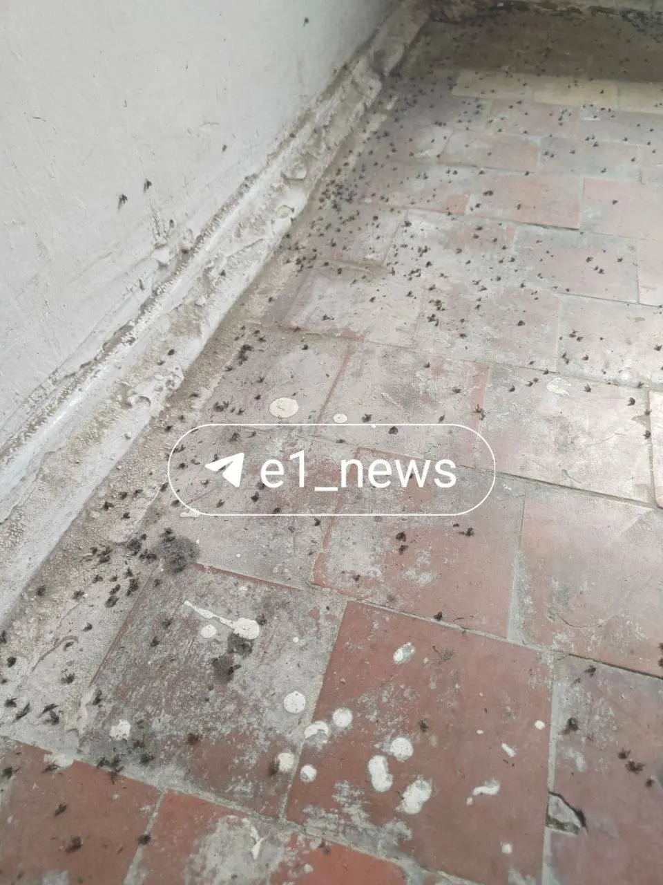 В подвале дома на Токарей, 27 появились мошки — жильцы связывают вспышку с подтоплением канализации. УК заявляет о проведённой дезинсекции, обращение направлено в Роспотребнадзор.