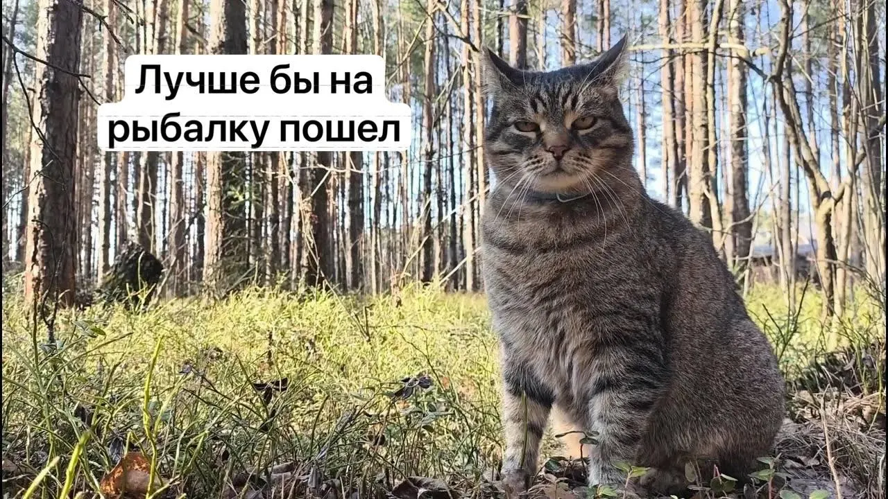 С 1 сентября 2027 года для сбора отдельных редких видов грибов, в том числе сыроежки золотистой и чёрного трюфеля, потребуется оформлять разрешение на портале «Госуслуги». Заявки будут рассматривать до 15 дней, за сбор без пропуска грозит уголовная ответственность.