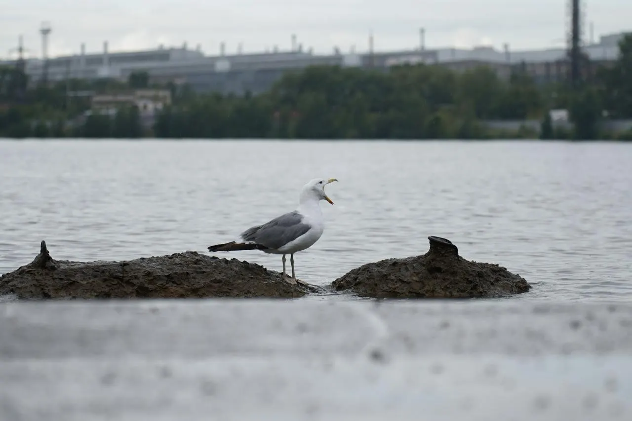 Сейчас в Екатеринбурге +13°C, днём до +16°C. Облачно, к вечеру возможен дождь; ветер юго‑западный 5–10 м/с.