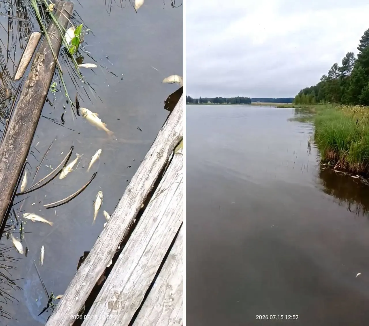 После паводка в Исинском водохранилище зафиксировали массовую гибель рыбы и загрязнение воды; администрация проводит проверку, жителей просят отстаивать и кипятить воду.