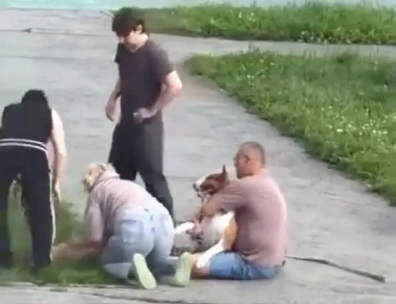 Днём в Академическом районе бультерьера напал на собаку декоративной породы. Очевидцы сняли видео, хозяин пытался оттащить агрессивную собаку веткой, но шпиц погиб.
