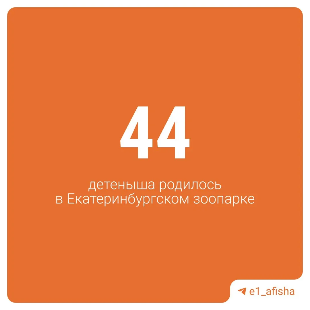 В зоопарке Екатеринбурга зафиксировали большое пополнение: в 2026 году появились малыши у гиббонов, колобусов, мартышек, носух и других видов. Всего — 44 детёныша.