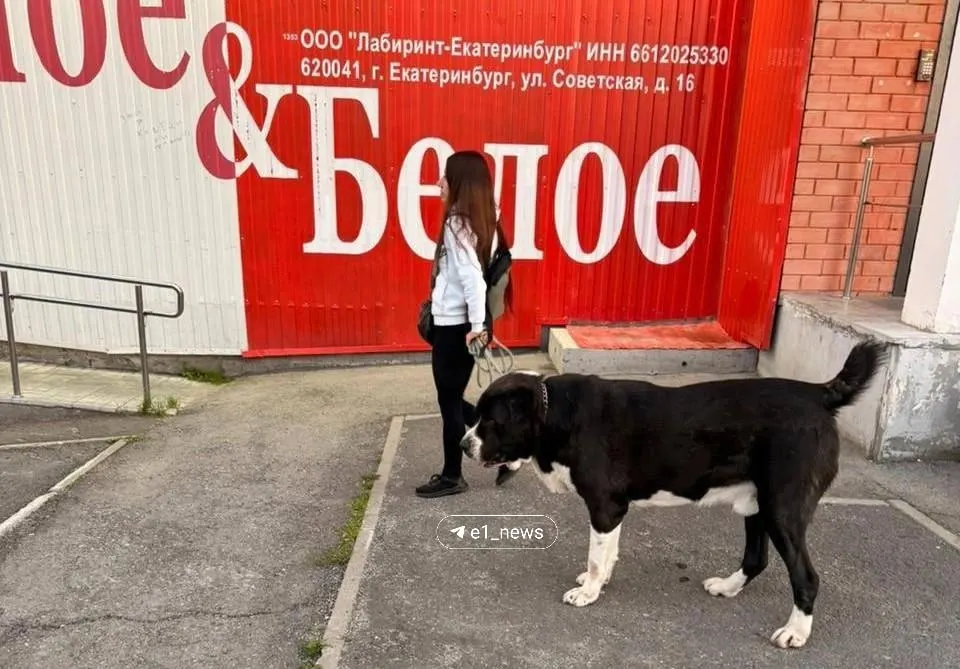 Семейный конфликт в Екатеринбурге дошёл до полиции: женщина утверждает, что алабай брата напал на её самоеда, пострадавшую собаку экстренно оперировали; обе стороны подали заявления.
