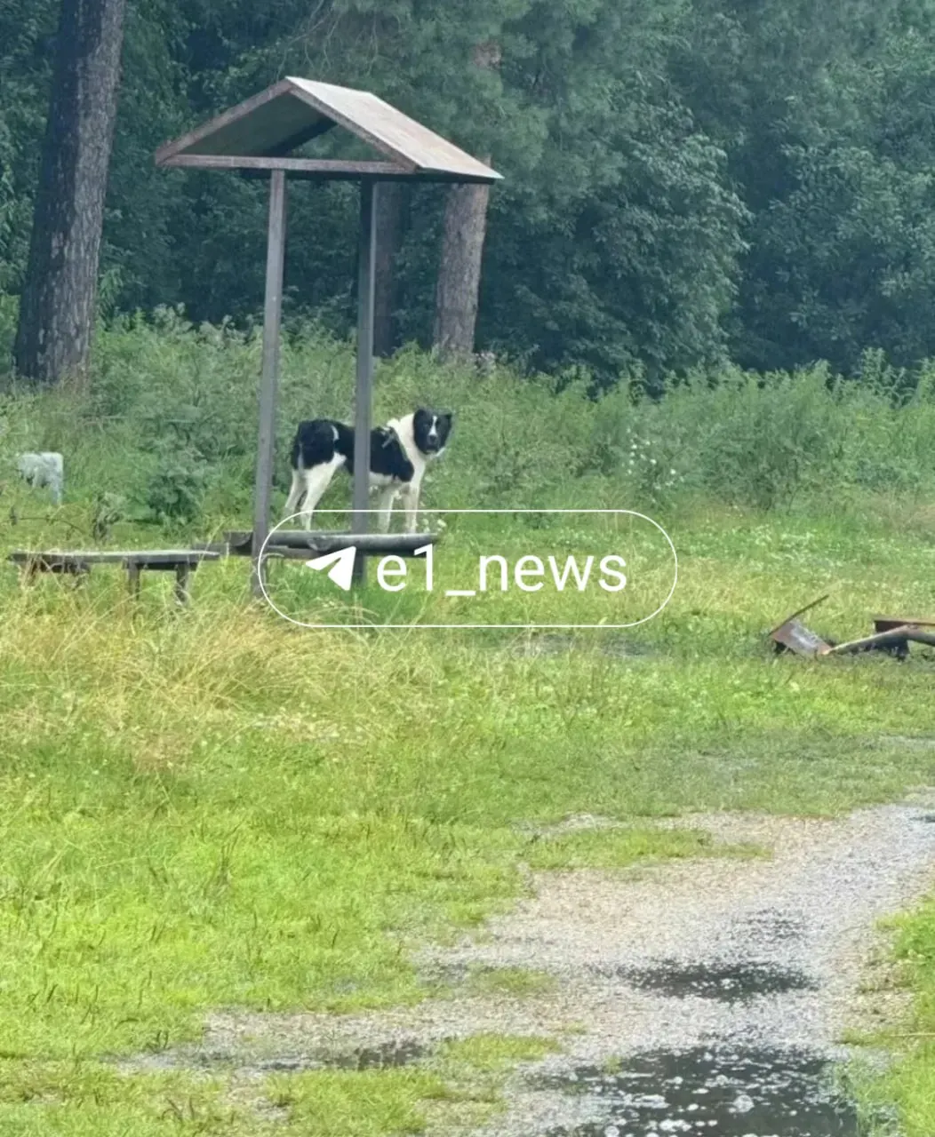 В парке «Малый Исток» заметили крупную незапереченную собаку, которая ранее напала на маленькую собачку. Жители опасаются за безопасность детей и других животных.