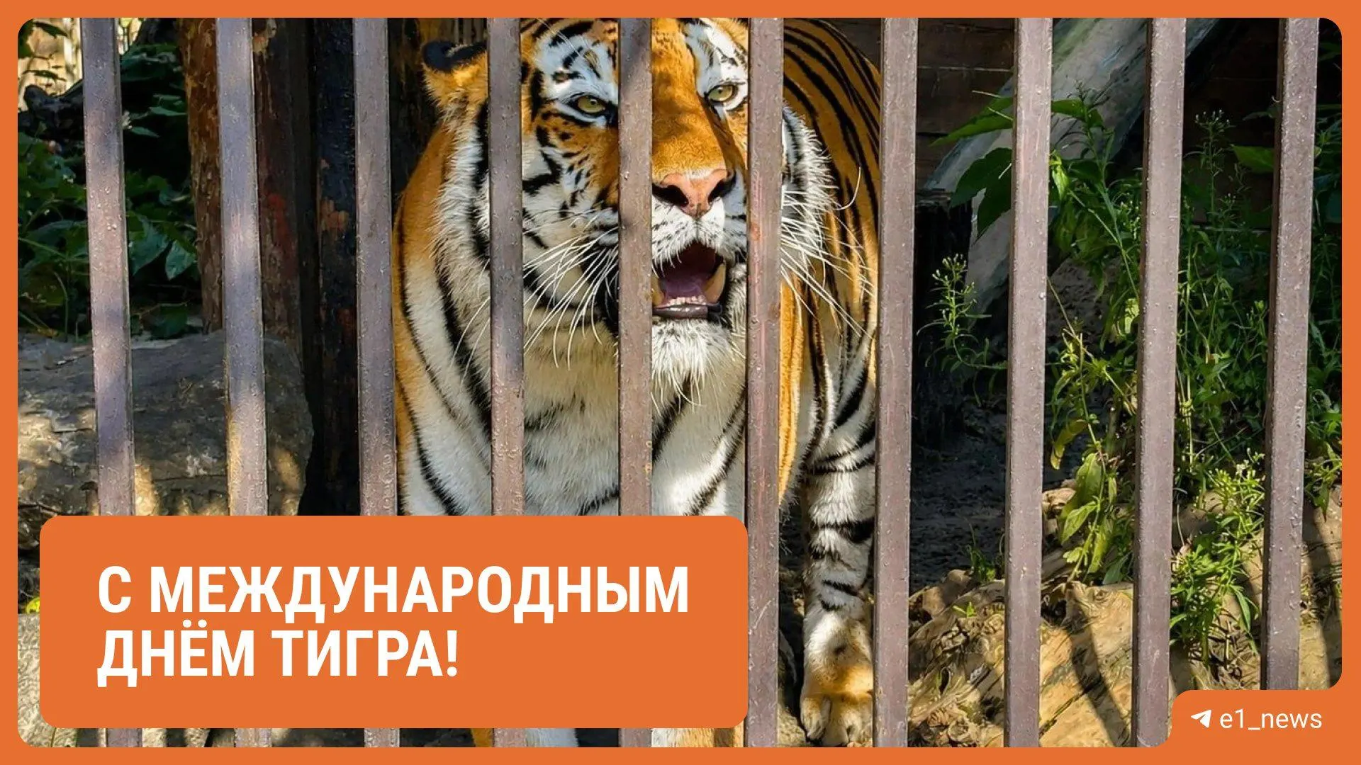 Для тигров Джагара и Джуны устроили показательное кормление; для посетителей — мастер-классы, экскурсии и фотозона. За содержание животных отвечает программа корпоративной опеки.