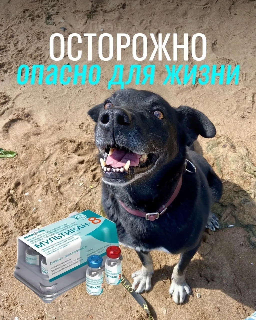 Владельцы жалуются на тяжёлые побочные эффекты после вакцинации препаратом «Мультикан-8», включая судороги, кровавую рвоту и диарею; часть животных погибла, партия вакцины отозвана для проверки; официальных подтверждений причинности на данный момент нет.