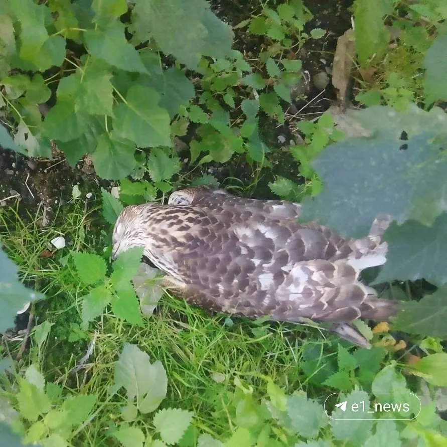 Массовая гибель птиц зафиксирована в Екатеринбурге: эксперты считают инфекцию или отравление возможными причинами, требуется расследование.