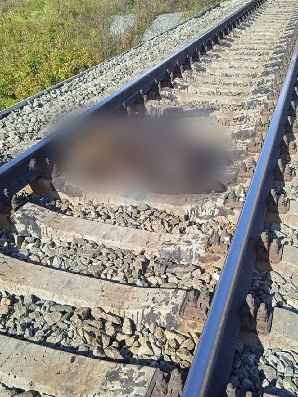 За сентябрь три медведя погибли под поезда в Серове и Ивделе.