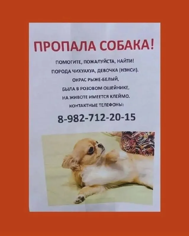 Хозяйка ищет свою чихуаху Нэнси после того, как во время прогулки на неё набросились две агрессивные овчарки; владелица обратилась в полицию.
