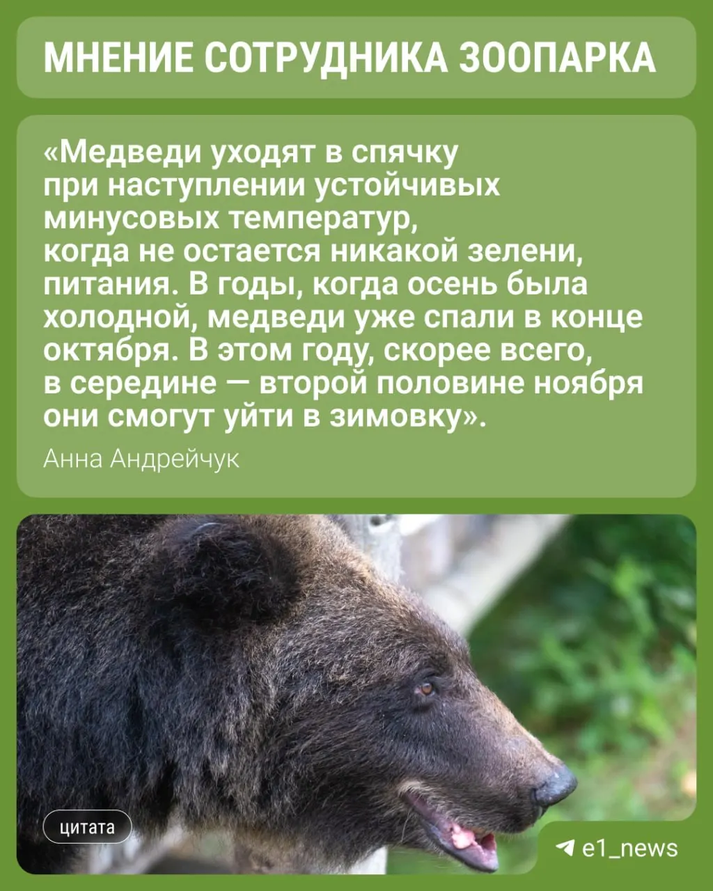 В регионе ещё не наступила спячка у косолапых: эксперты объясняют, как звери накапливают жир и какие факторы могут изменить расписание зимнего сна.